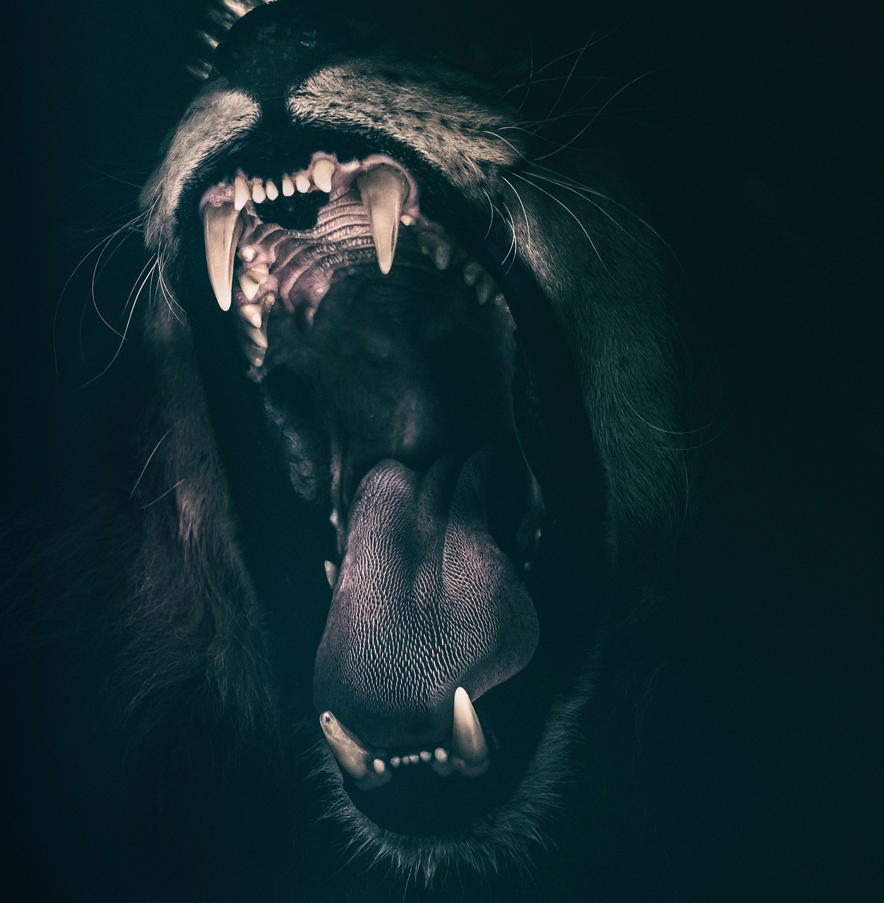lion-2885618_1280