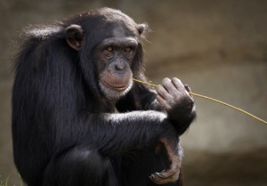 qualified solar appointments so easy, a monkey can do it qualified solar appointments so easy, a monkey can do it